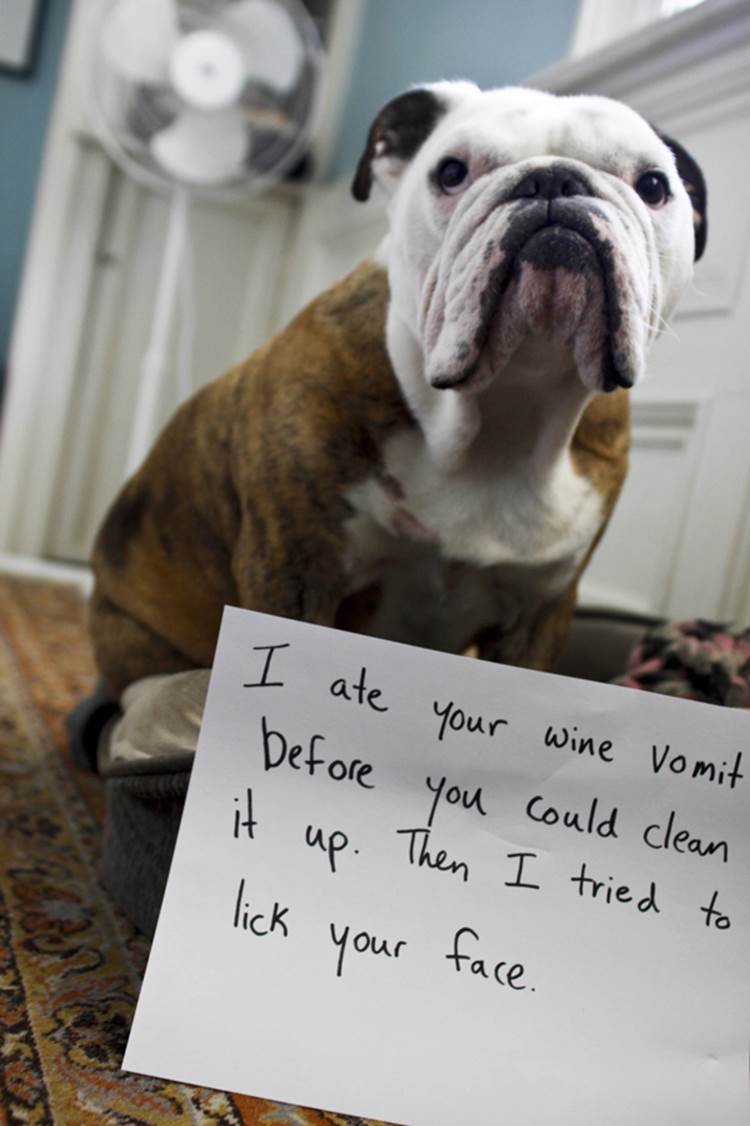 http://www.dogster.com/wp-content/uploads/2015/05/dog-shaming-wine-1.jpg