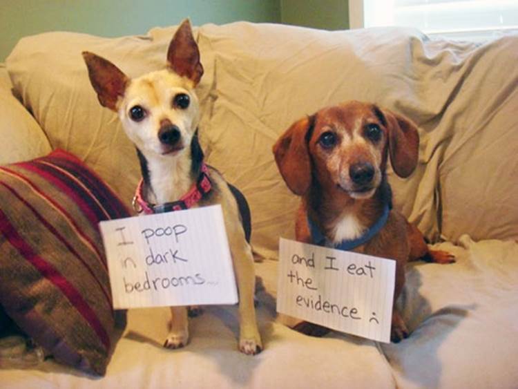 http://www.awesomeinventions.com/wp-content/uploads/2015/04/dog-shaming-poop.jpg