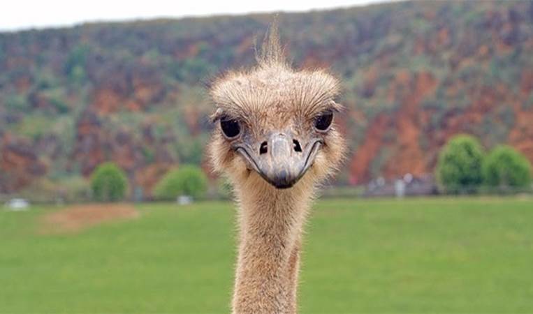 An ostrich's eye is bigger than its brain