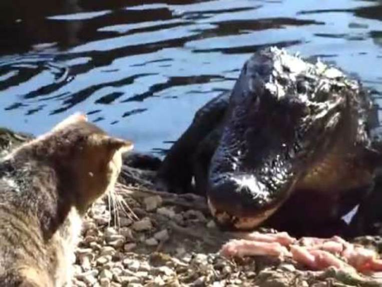 Alligators think twice before crossing their paths 