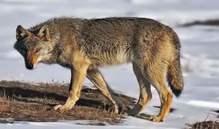 In 2011, a boy in Norway escaped a wolf attack by playing a heavy metal song on his phone