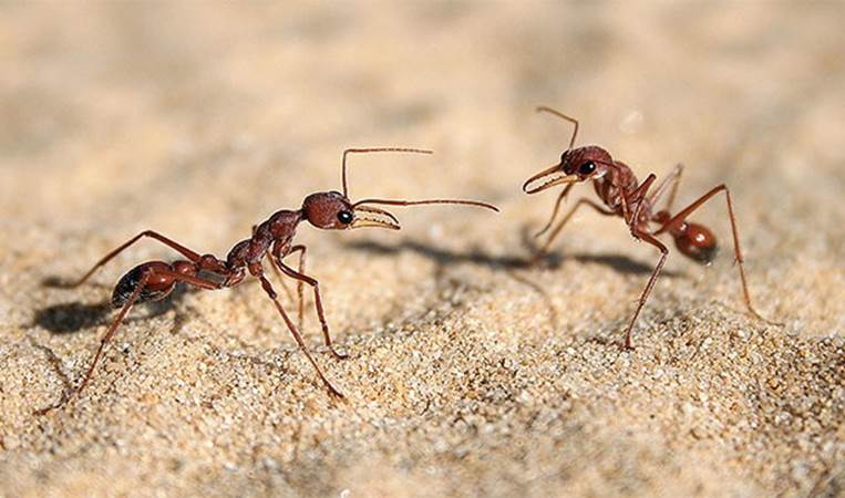 Boric acid will destroy ants and cockroaches as good as any 
