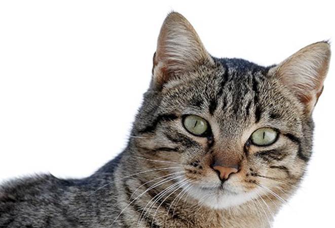 Onions, garlic, and lilies can all kill cause kidney failure and death in your pet cat