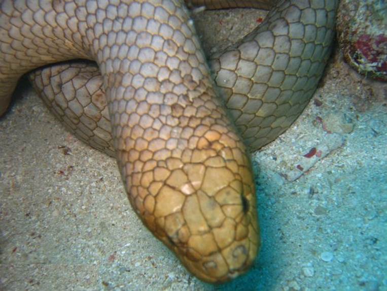 Dubois’s Sea Snake