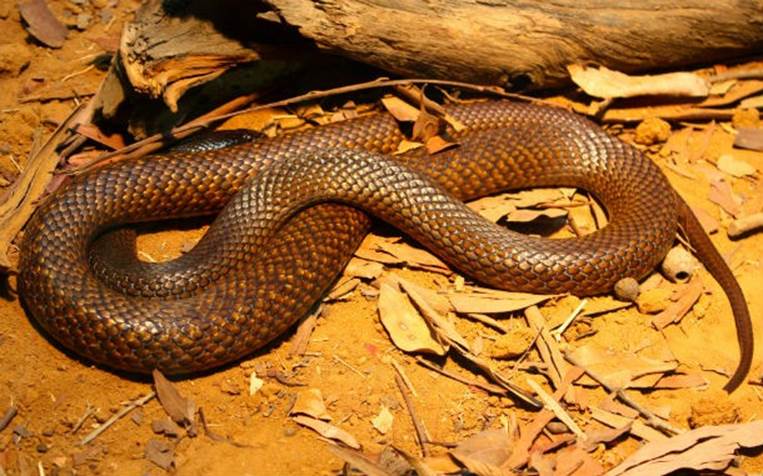 Gwardar or Western Brown Snake