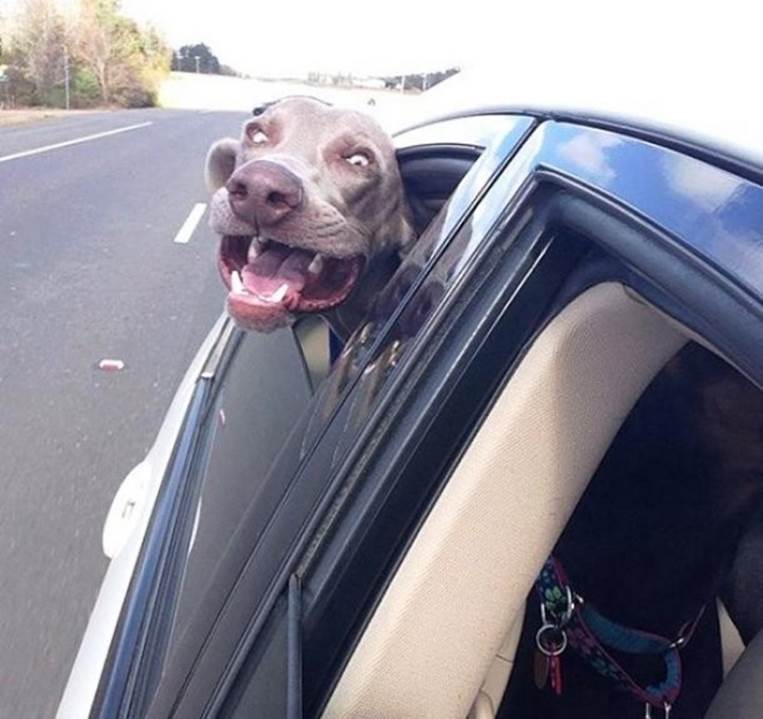 Dog in a car window