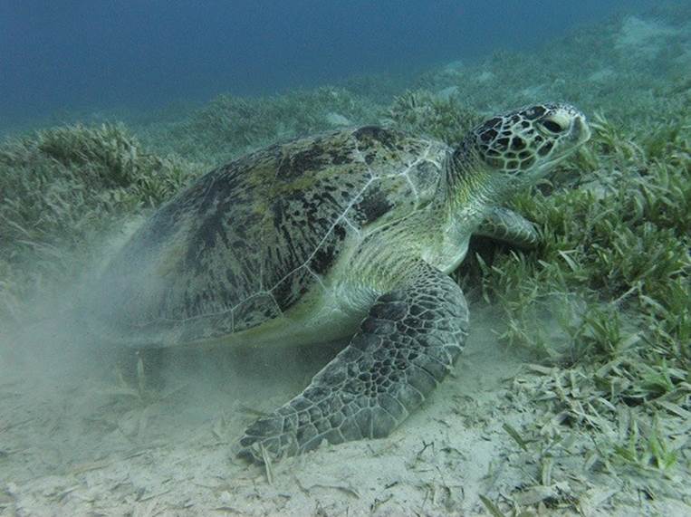 Green sea turtle [Red Sea, Egypt]