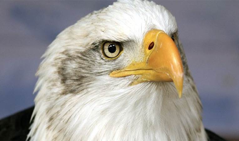 The bald eagle on the US shield is actually an Iroquois Confederacy symbol