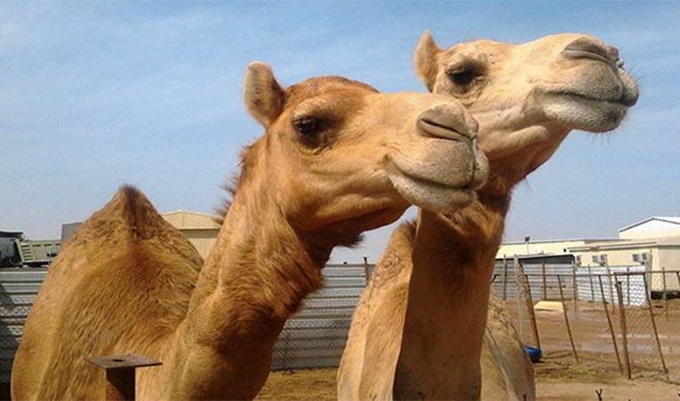 Saudi Arabia imports sand and camels from Australia