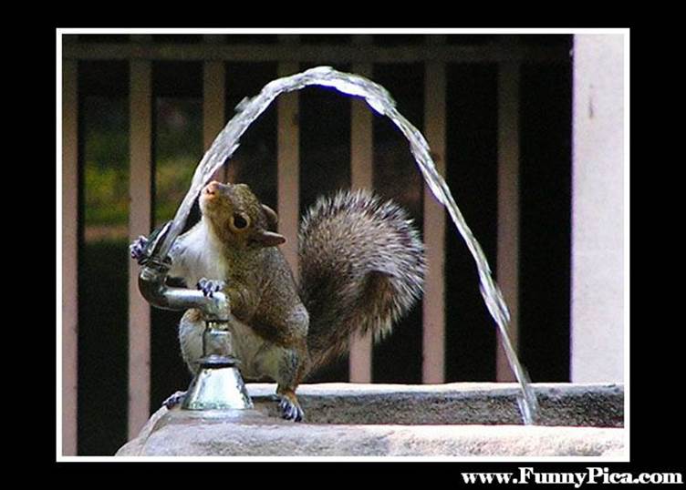 Funny Squirrels - Funny Squirrel Picture 89 (FunnyPica.com)