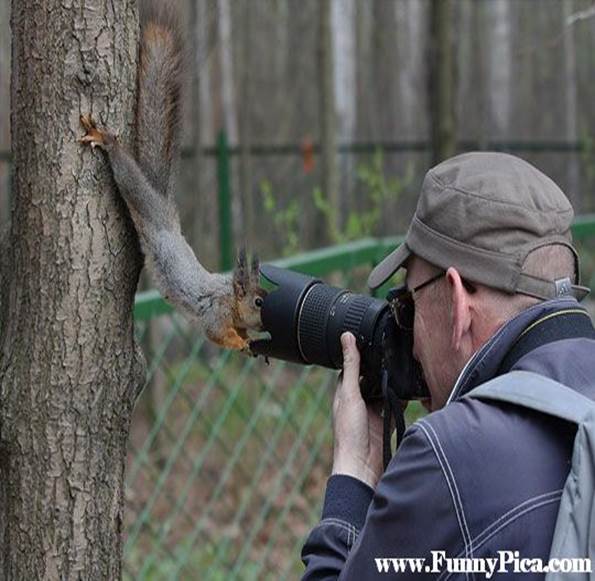 Funny Squirrels - Funny Squirrel Picture 38 (FunnyPica.com)