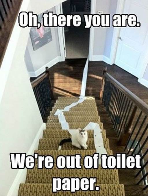 http://cupofzup.com/wp-content/uploads/2012/10/funny-cat-stair-toilet-paper1.jpg