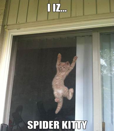 http://jokideo.com/wp-content/uploads/2013/07/Funny-spider-kitty.jpg