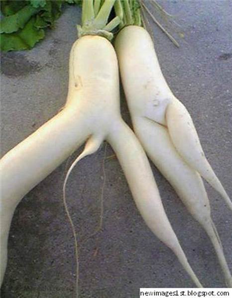 http://4.bp.blogspot.com/_bOuk2d-vsWg/TJIBUmQ9T2I/AAAAAAAAAFo/egGflGKHV5c/s1600/funny-shaped-vegetables2.jpg
