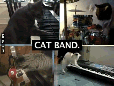 cat-playing-musical-instruments.gif