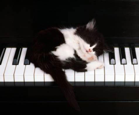 Cat Sleeping On Piano