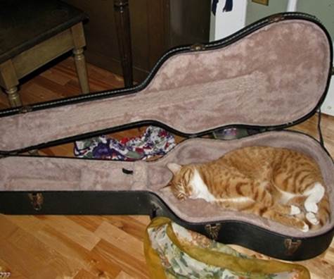 Cats Sleeping In Guitar Cases