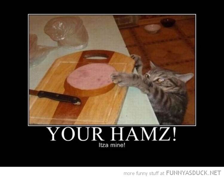 http://funnyasduck.net/wp-content/uploads/2012/12/funny-cat-kitchen-stealing-food-your-ham-is-mine-pics.jpg
