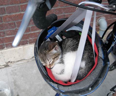 http://www.gurl.com/wp-content/uploads/2012/03/cat-sleeping-in-bike-helmet.jpg