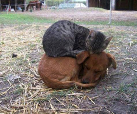 Cat Sleeping On Dog