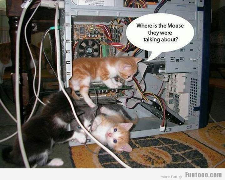 Funny Kittens Pictures