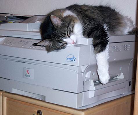 Cat Sleeping ON Printer