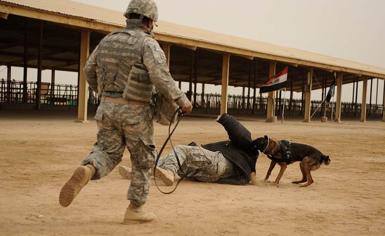 http://upload.wikimedia.org/wikipedia/commons/thumb/5/59/Flickr_-_The_U.S._Army_-_Working_dog_training.jpg/1024px-Flickr_-_The_U.S._Army_-_Working_dog_training.jpg
