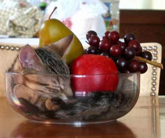 Cat Sleeping In Fruit Bowl