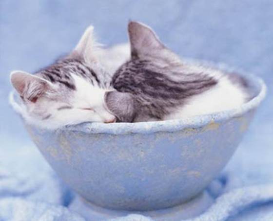 Cats Sleeping In Bowl