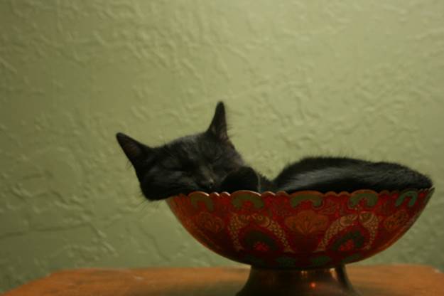 theblindcat:

In the bowl - photo by kailasaur
