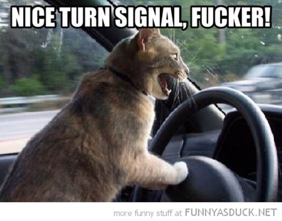 http://funnyasduck.net/wp-content/uploads/2012/12/funny-nice-turn-signal-fucker-angry-cat-driving-car-pics.jpg