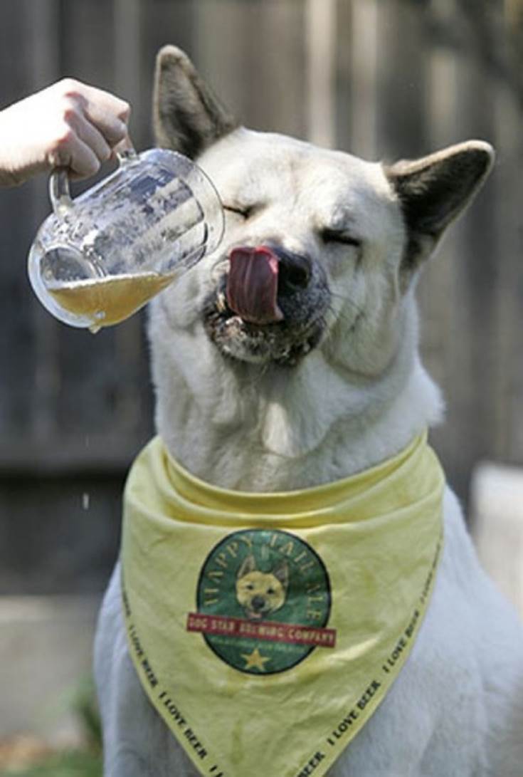 dog drinking beer drunk animals drinking beer dogs cats 588x873 30 Animals Drinking Alcohol
