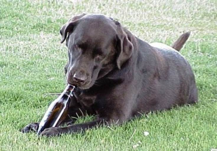 Beer Dog 4 drunk animals drinking beer dogs cats 588x411 30 Animals Drinking Alcohol