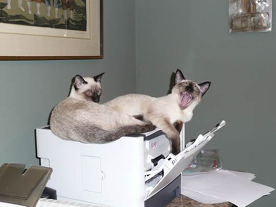 http://dingo.care2.com/pictures/greenliving/uploads/2013/03/Cats-on-Printer-1.jpg