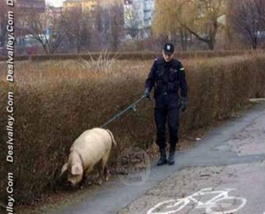http://funny.desivalley.com/wp-content/uploads/2011/03/police-officer-with-pig-funny-picture.jpg