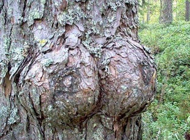 http://www.aanblog.com/wp-content/uploads/2013/02/Tree-After-Raped-Picture-Funny-Tree-In-America-xxx-fucking-image-of-nature.jpg