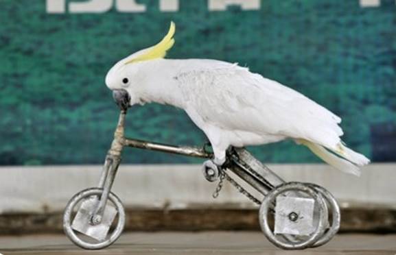 Cockatoo riding a bicycle in a celebration in China.