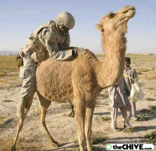 http://thechive.files.wordpress.com/2008/12/funny-iraq-us-soldier-pics-12.jpg?w=500&h=484