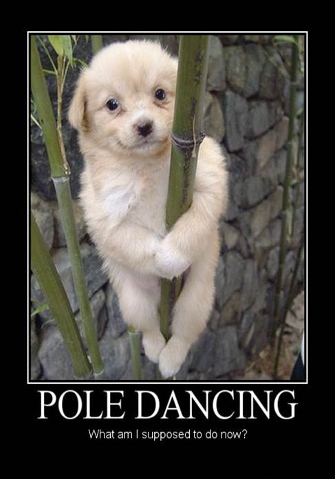 pole-dancing-what-am-i-supposed-to-do-now