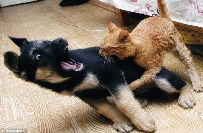 http://www.funnypica.com/wp-content/uploads/2012/10/Funny-Fight-Animals-Dog-vs-Cat-Fight.jpg