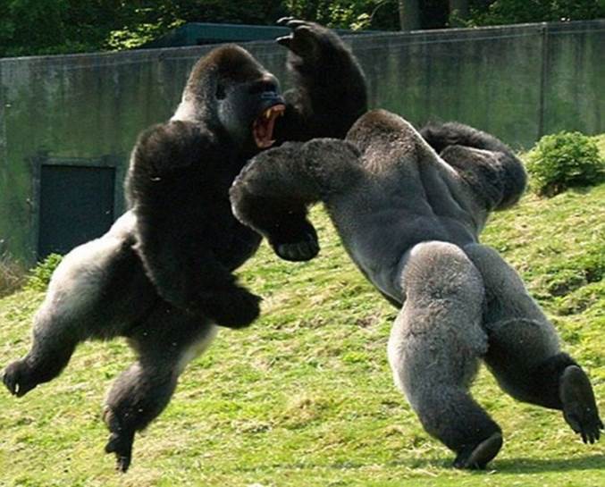 http://crunchpost.com/wp-content/uploads/2011/08/wild-animals-fighting-03.jpg