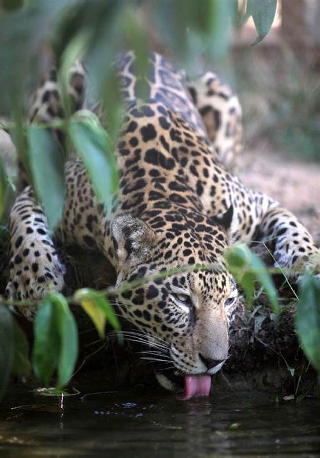 jaguar-long-drink-of-water-brazil-by-eraldo-peres.jpg