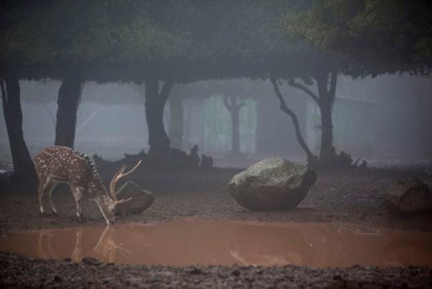 fotojournalismus: A spotted deer drinks water... - DanielRyan ⚓