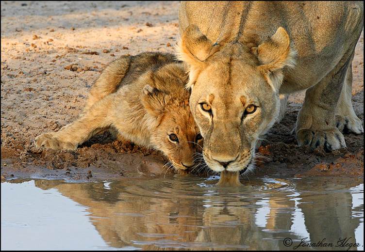 http://www.outdoorphoto.co.za/forum/photopost/data/517/Mom_and_cub_drinking_2_jdh.jpg