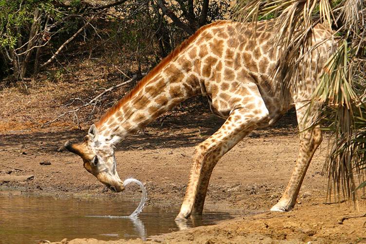 http://blog.londolozi.com/wp-content/uploads/2010/10/Giraffe-drinking-at-f10.jpg
