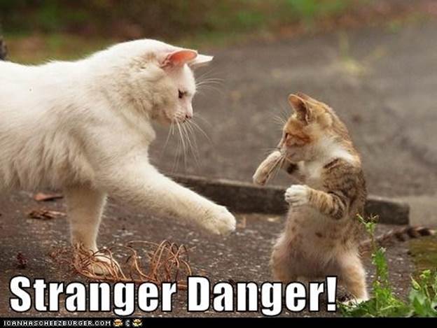http://weinterrupt.com/wp-content/uploads/funny-cat-pictures-stranger-danger.jpg