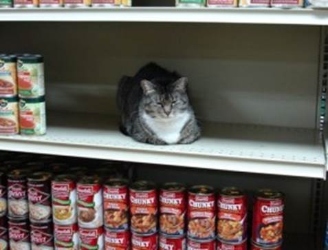 http://catncat.com/wp-content/uploads/2013/03/supermarket-cat-290x220.jpg