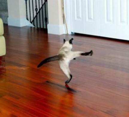 http://catncat.com/wp-content/uploads/2012/11/dancing-cat-290x220.jpg