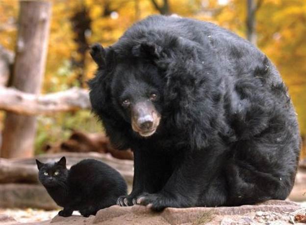 A stray cat wandered into this Asiatic bear's enclosure at the Berlin Zoo. It has been coming back frequently for 10 years to visit its friend.