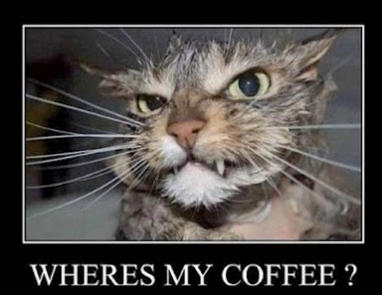 http://images.wikia.com/battlefield/images/7/76/Funny_coffee_cat.jpg